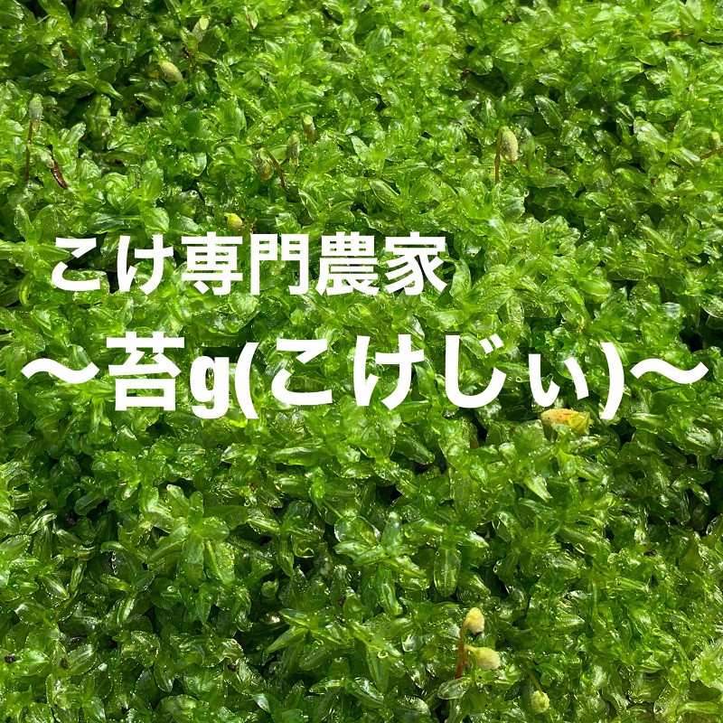 苔を愛する苔専門農家