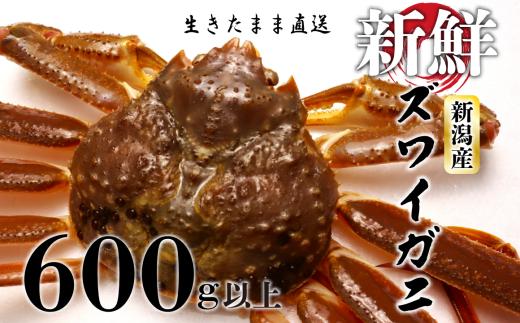 ズワイガニ 約600g以上 1杯 カニ かに 蟹 活ズワイガニ 日本食 正月 贈答 しゃぶしゃぶ 鍋 新鮮 鮮度 魚介類 日本海 新潟産 新潟 国産 日本海産