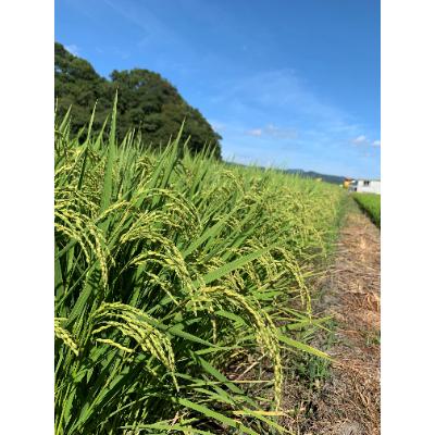 ふるさと納税 中間市 中間市米ぬか産直米　5kg×2個 |  | 03