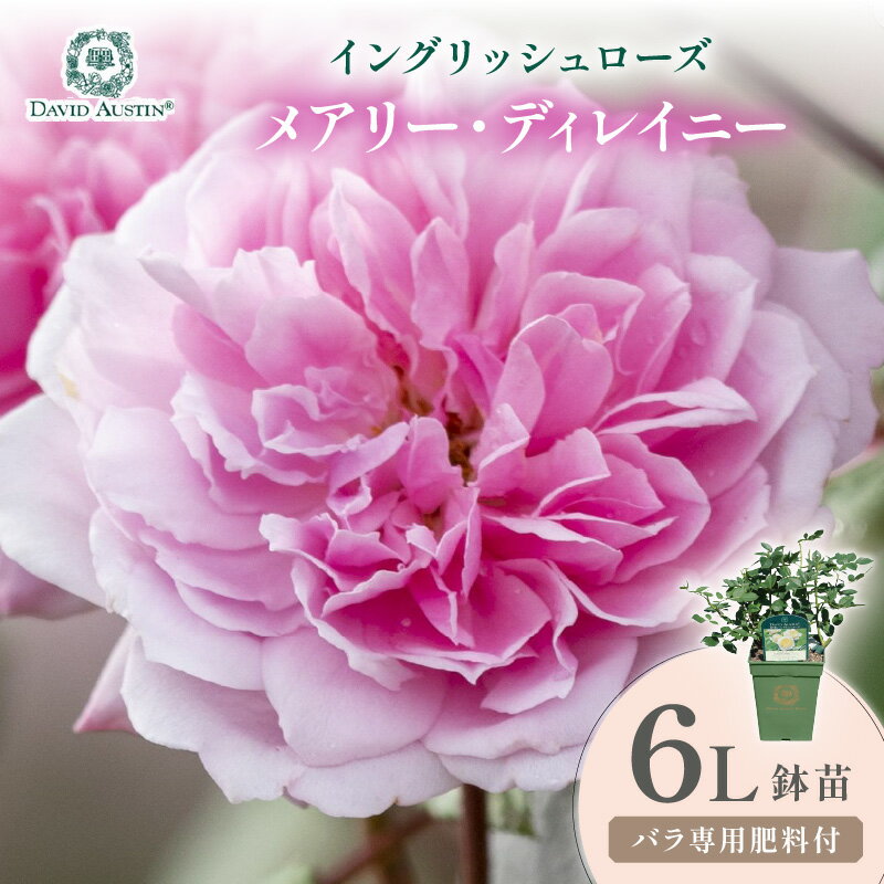 【ふるさと納税】【イングリッシュローズ】デビッド・オースチン メアリー・ディレイニー 6L鉢苗（バラ専用肥料付）【025D-050】