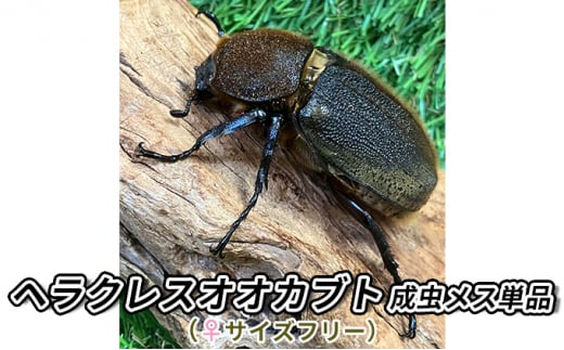 
ヘラクレスオオカブト成虫メス単品（♀サイズフリー）【 生き物 昆虫 男の子 子供 飼育観察 自由研究 自然 環境 学習 孫 プレゼント 学び 】[№5346-0262]
