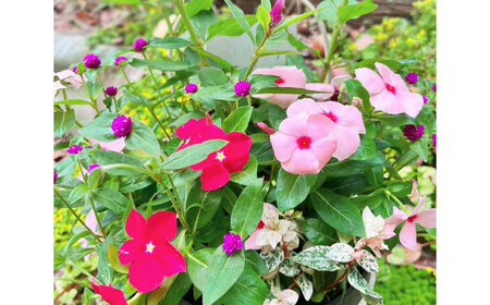 季節の寄せ植え (おまかせ5種類 小) / 寄せ植え 花苗 鉢【GreenlifeYoshimura】[BHBG002]