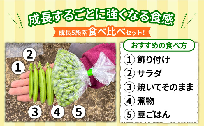 【2025年1月~発送】スナップエンドウ　サイズ違い　食べ比べセット　100g × 5袋 / 小分け / 南島原市 [SFL001]