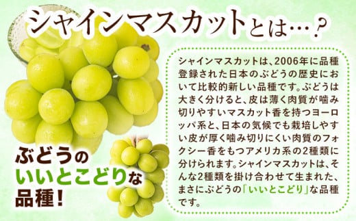 【速攻出荷！ 3~7営業日発送】シャインマスカット (約1.3kg 2-3房) 《3~7営業日以内に発送》ぶどう ブドウ 葡萄 マスカット 果物 フルーツ ギフト 岡山県 笠岡市 フルーツ マスカット