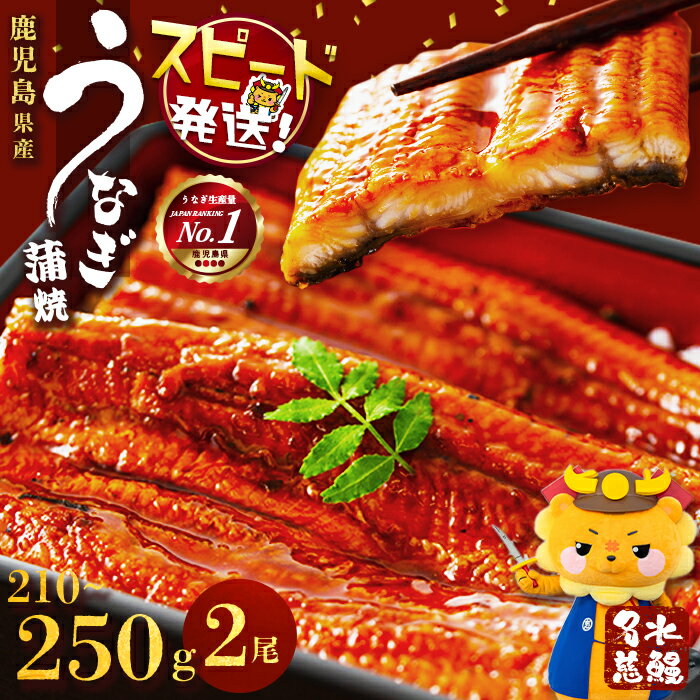 【ふるさと納税】【数量限定】うなぎ 養殖日本一！鹿児島県産 うなぎ 蒲焼 名水慈鰻 2尾＜計210～250g＞たれ・山椒付き うなぎ 鰻 ウナギ 蒲焼き 2尾 国産 鹿児島県 鹿児島 うな重 うな丼 うなぎ蒲焼【鹿児島鰻】a1-151