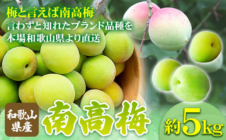 
            和歌山県産南高梅約5kg【サイズおまかせ】紀の川市厳選館【2026年先行予約】《2026年6月上旬-6月下旬頃出荷》ふるさと納税 和歌山県 紀の川市 梅 うめ 南高梅 
          