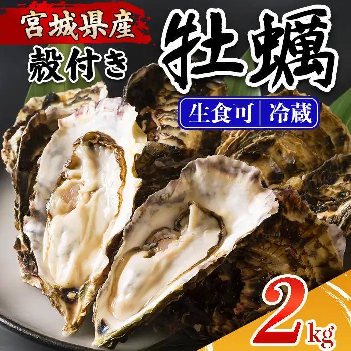 ≪先行予約受付中！≫殻付き牡蠣（生食用）冷蔵 2kg 生牡蠣 宮城県産 牡蛎 牡蠣 カキ かき 生食 オイスター カキフライ 牡蠣鍋 海鮮 国産 魚貝類 バーベキュー BBQ 【カタクチ商店株式会社】ta730