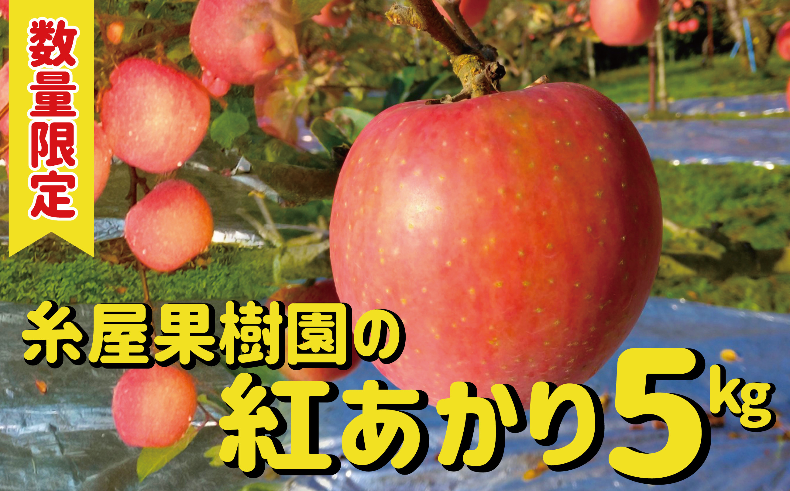 
            【数量限定・予約受付】糸屋果樹園の「紅あかり」５kg 95P3402 / りんご リンゴ 林檎 果物 くだもの フルーツ  東北 秋田 大館 中山 中山地区 紅あかり べにあかり ベニアカリ 秋田紅あかり 秋田べにあかり 秋田ベニアカリ あきたべにあかり アキタベニアカリ
          