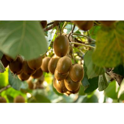 ふるさと納税 掛川市 農園直送!訳アリキウイフルーツ2kg〜2.4kg(24個〜30個) |  | 02