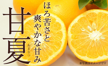 ＜秀品 甘夏 (M～2Lサイズ) 約10kg＞ あまなつ 愛媛 蜜柑 ミカン みかん 果物 フルーツ 柑橘 国産 秀品 ギフト 贈答用 贈り物 贈物 プレゼント 愛媛県産 西予市産 西宇和 特産品 丸