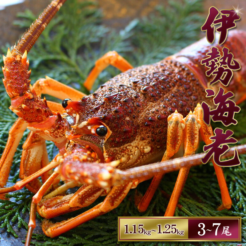 【ふるさと納税】 天然 伊勢えび（活）3〜7尾 1.15〜1.25kg 【2025年10月下旬頃から2026年1月を除く3月までに順次発送】1月は漁不可】 / 海老 伊勢エビ 伊勢海老 えび エビ 海鮮 海の幸 活 活き お取り寄せ 人気 数量限定 いせえび イセエビ