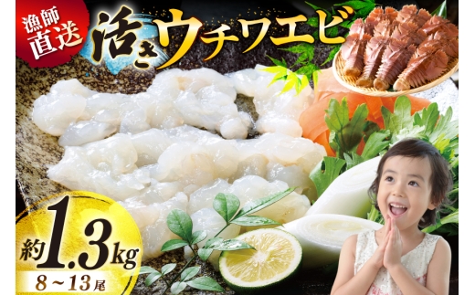 活 うちわえび エビ 海老 海鮮 ウチワエビ 8～13尾 約1.3kg [ひばり 長崎県 平戸市 hr42bgy420032] 魚介 海産物 鍋 刺身 刺し身 新鮮 国産 お取り寄せ