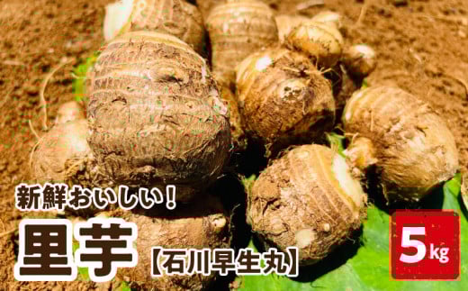 【2026年先行予約】新鮮おいしい！里芋（石川早生丸）5kg 6月お届け　C056-002