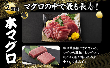 室戸屋誉丸の厳選マグロ（赤身・中トロ）を定期便で食べ比べ！【３回お届け】 _mh019