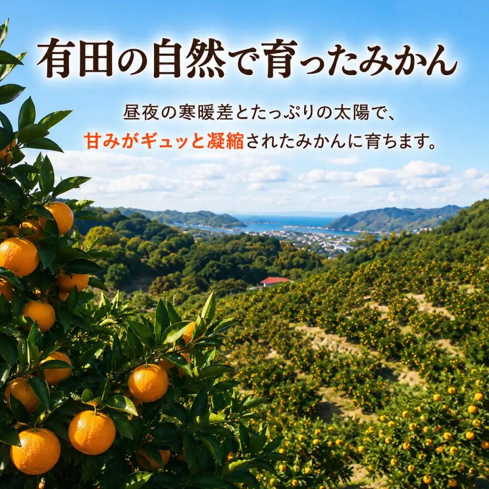 山城農園 和歌山県産 有田みかん 5kg 混サイズ 人気No.1 みかん
