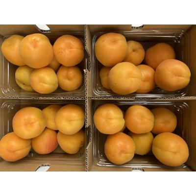 ふるさと納税 長野市 【先行受付】JAグリーン長野　あんず　500g×4パック |  | 02