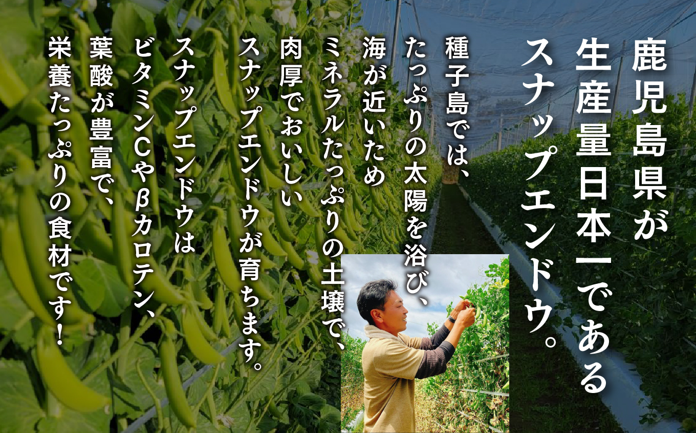 【先行予約】【定期便】 種子島 旬鮮セット 全3回 安納芋 スナップエンドウ タンカン 人気 種子島産 返礼品 南種子町 鹿児島 かごしま 【のっちーよ種子島】