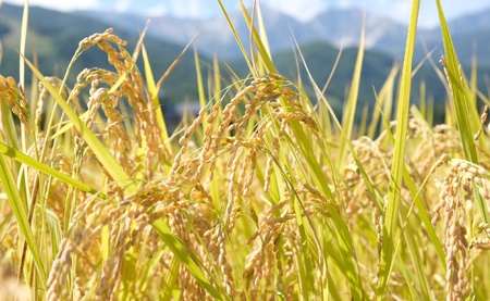 ＜令和7年産＞ 新米 先行予約 ミルキークイーン 10kg /長野県白馬村 2025年産 米 白米 精米後発送 お米 ご飯 ごはん 送料無料【B0030140】