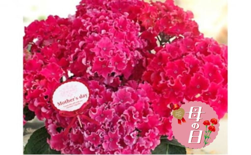 
            【先行予約】 母の日に！ アジサイ 鉢植え カーリースパークル ピンク 5号 花 紫陽花 あじさい 贈り物 お祝い 植物 季節 生花 フラワー ギフト 母の日 2026年5月から順次発送 オンライン決済限定 静岡県 藤枝市
          