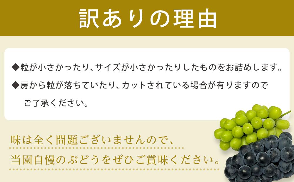 【訳あり・数量限定】 巨峰（種なし）約1kg 〔2024年8月上旬より順次発送〕