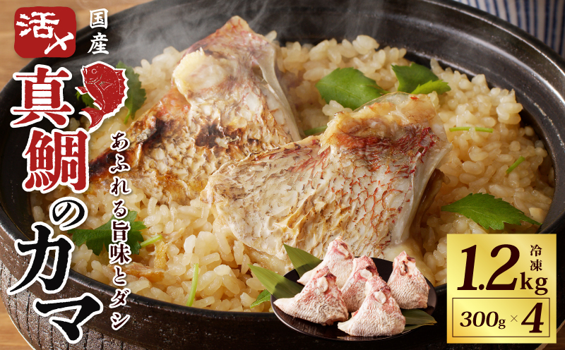 国産 活〆養殖 真鯛のカマ 合計1.2kg【小分け 300g×4P 訳あり サイズ不揃い 冷凍 大阪 泉佐野 大阪府 泉佐野市】