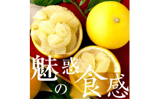 【先行予約】秀品 ☆高知産 土佐文旦☆ 3L 3玉入【贈答用】〈2027年1月下旬頃より順次発送〉/ 柑橘 フルーツ 先行予約 ぶんたん ブンタン 果物 お取り寄せ【TAMURAKAJUEN】