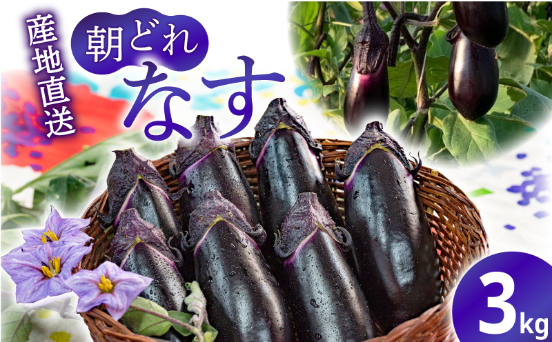 農家直送!高知県安芸市産　朝採れナス　3kg
