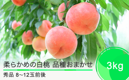桃 もも 柔らかめの白桃 品種おまかせ 3kg 山形県産 2025年度産 令和7年 フルーツ 果実 送料無料 ry-mohts3000
