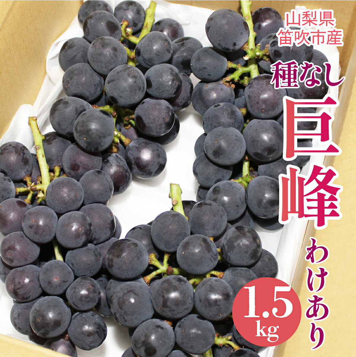 【ふるさと納税】【2026年発送★先行予約】山梨県笛吹市産わけあり巨峰（たねなし）1.5kg ふるさと納税 巨峰 わけあり 訳アリ 笛吹市 国産 人気 期間限定 ぶどう ブドウ 葡萄 旬 果物 フルーツ 山梨県 送料無料 090-020