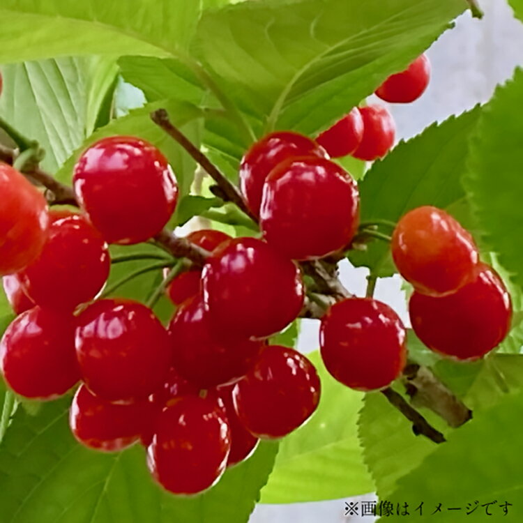 【ふるさと納税】【期間限定発送】 さくらんぼ 高畠町産 紅王 特秀 3L 以上 500g [tk06ays870018 山形県 高畠町 JA山形おきたま] サクランボ チェリー 山形 果物 フルーツ くだもの