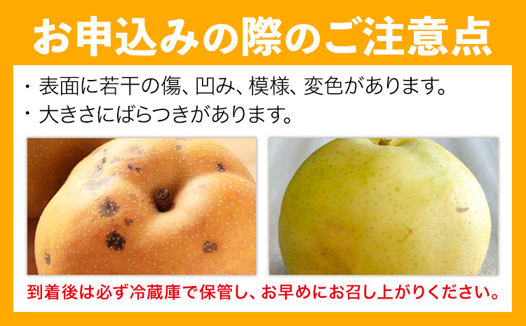 先行予約 旬の梨 約8kg 幸水 豊水 あきづき 新高 にっこり《8月上旬-10月中旬頃出荷予定》 栃木県 野木町 なし ナシ くだもの 果物 青果物 フルーツ