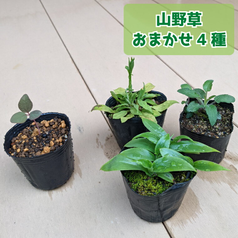 【ふるさと納税】＜ヤマシャクヤク+種から育てた（内容お任せ）山野草3種 全4種4鉢（9cmポット）＞山野草福袋 多年草 一年草 二年草 植物の町佐川町から直送 らんまん 朝ドラ 牧野富太郎 植物博士 庭 花 草木 芍薬