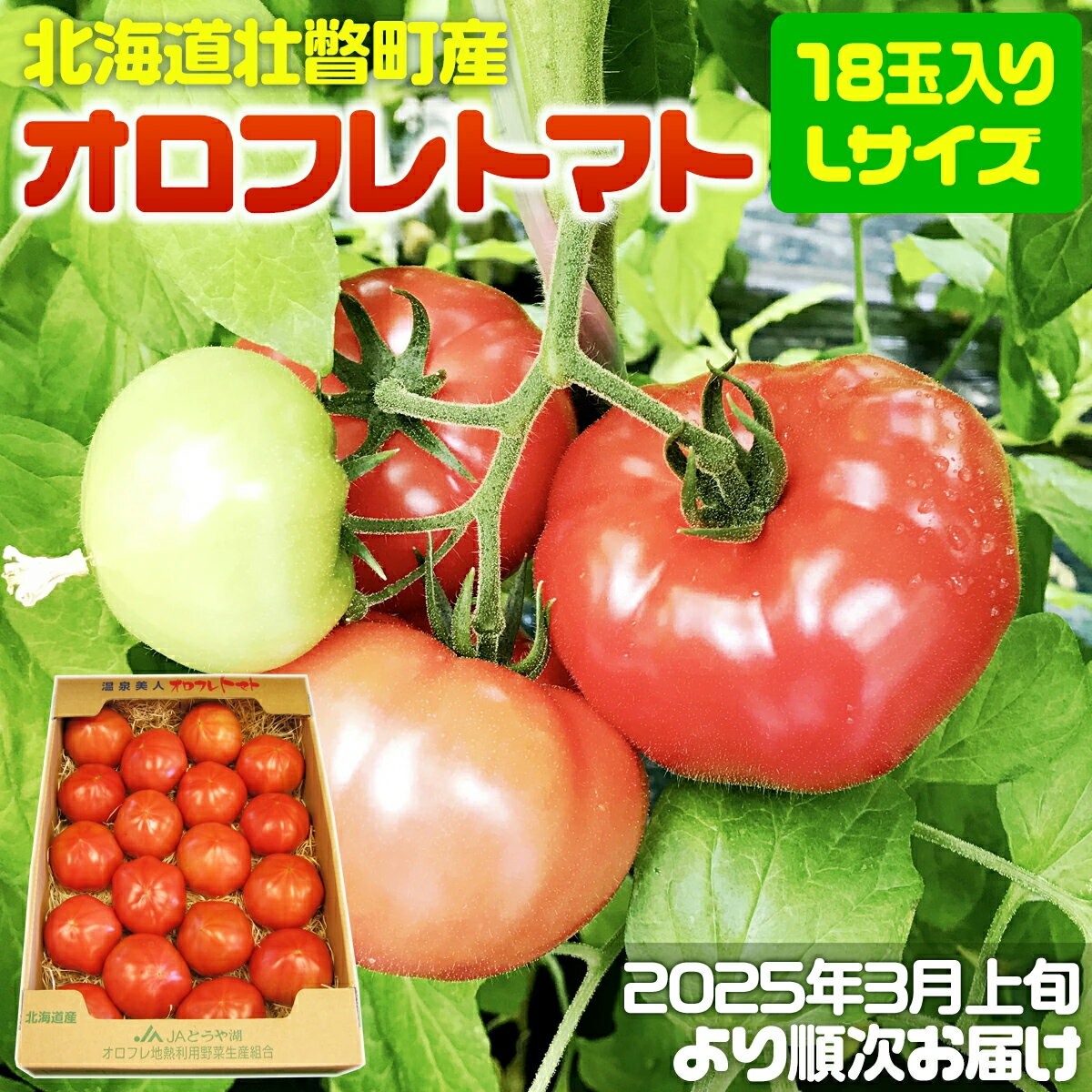 【ふるさと納税】＜2025年3月上旬より順次お届け＞北海道壮瞥産 オロフレトマト18玉入り（Lサイズ）【 ふるさと納税 人気 おすすめ ランキング 北海道 壮瞥 オロフレトマト 野菜 トマト 産地直送 夏 旬 旬の野菜 とまと 季節商品 贈り物 北海道 壮瞥町 送料無料 】 SBTA029