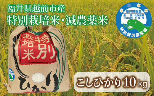 コシヒカリ 10kg 令和7年度産 福井県越前市産 （福井県特別栽培米）