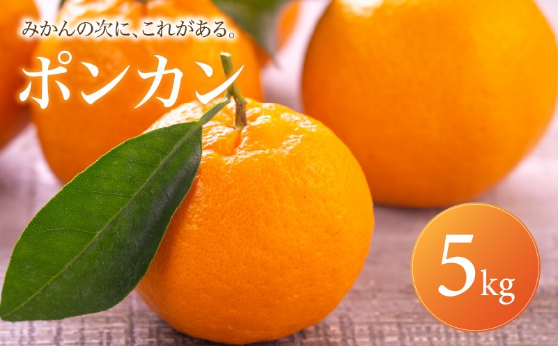
                  ポンカン 家庭用 5kg 【2027年1月中旬頃から順次発送】 | ぽんかん みかん ミカン mikan 蜜柑 訳ありフルーツ 柑橘 果物 おすすめ お勧め お取り寄せ ギフト 愛媛県 松山市
                