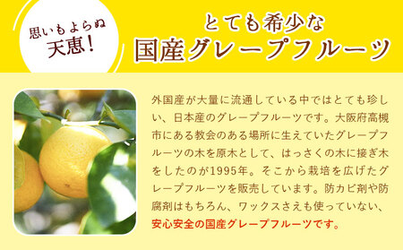 観音山グレープフルーツ 3kg 有限会社柑香園《2027年1月上旬-2月下旬頃出荷》和歌山県 紀の川市 フルーツ 果物 柑橘 グレープフルーツサンタマリア