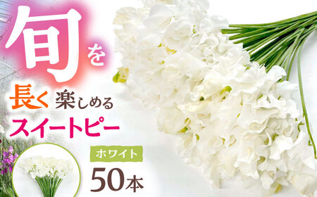 【R7年度12月以降発送】スイートピー 花束 50本（ホワイト） / 生花 [IBW003]