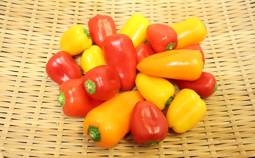 食の都庄内　庄内の夏野菜セット5種ハーフ（ちょっとずつお試し！）※7月上旬～9月下旬配送 [HS4-143(庄内旬青果)] 夏野菜セット5種ハーフ ￥11,000