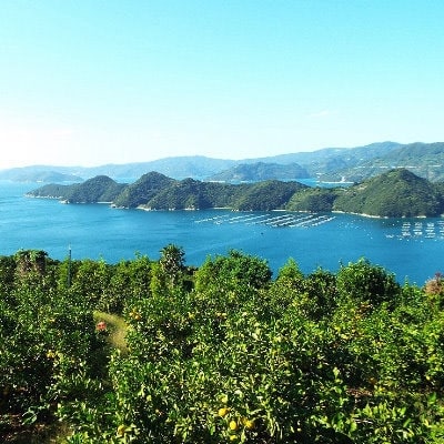 露地の初物「極早生みかん」 約5kg【C28−26】【配送不可地域：離島】【1125792】