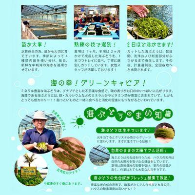 ふるさと納税 中城村 【2025年4月中旬以降発送予定】海ぶどう(500g×3個セット)タレ付き　中城村産海ぶどう |  | 02