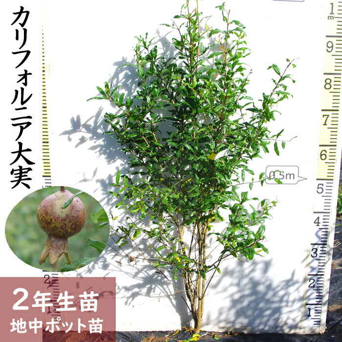 【ふるさと納税】＜すだ農園＞2年生 苗木 カリフォルニア大実ザクロ（拓榴）[地中ポット苗 2024年] ※北海道・沖縄・離島への配送不可 ※2025年12月上旬～2026年5月下旬頃に順次発送予定 ☆月間MVPふるさと納税賞 第1号（2020年10月）・SDGs未来都市亀岡