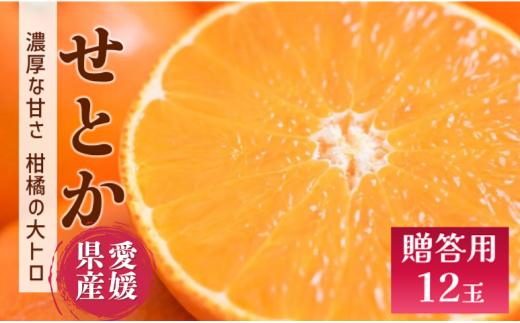 せとか みかん 愛媛 12玉 贈答用 人気 数量限定 先行予約 【2026年2月上旬以降発送】 柑橘 愛媛県産 伊予市｜C130