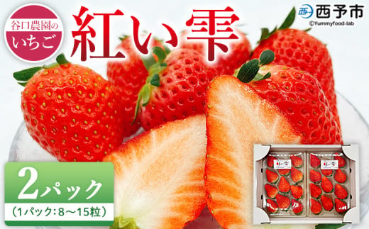 2025年発送＜谷口農園のいちご「紅い雫」約500g（約250g×2パック）西予市 宇和町産＞ イチゴ 果物 フルーツ ストロベリー ジューシー 特産品 株式会社フジ・アグリフーズ 愛媛県 西予市【冷蔵】