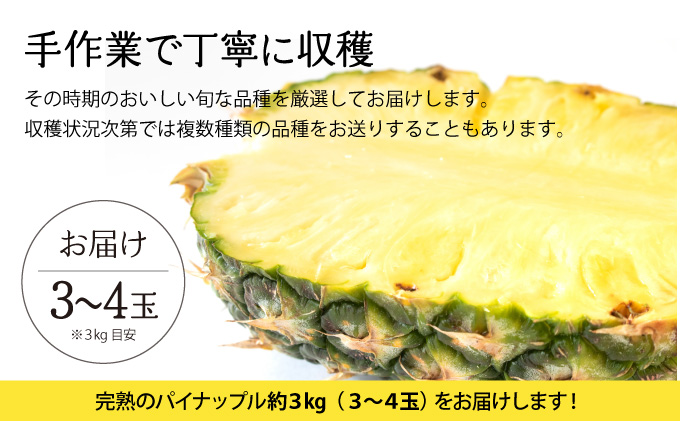 2025年 先行予約 完熟 パインアップル 約3kg 水鴨農園 パイン パイナップル 果物 フルーツ