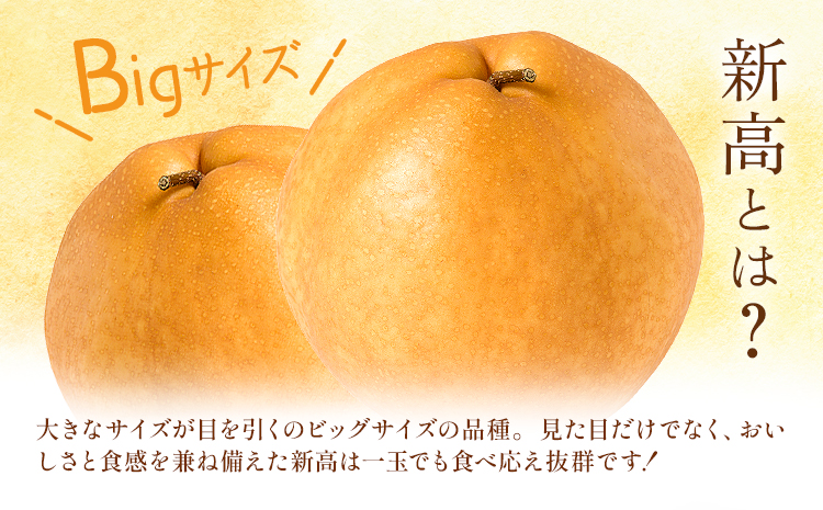 新高梨 約5kg（6〜16玉） 日本フルーツ株式会社《2025年9月上旬-10月末出荷》熊本県 長洲町 新高梨 梨 果物 フルーツ スイーツ デザート ギフト ご贈答