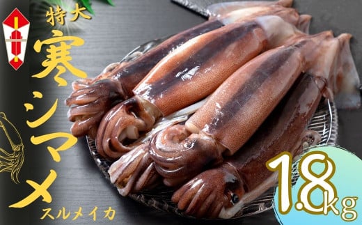 【のし付き スルメイカ丸ごと】朝どれ寒シマメ 丸ごと5杯セット（350-400g×5） いか イカ スルメイカ