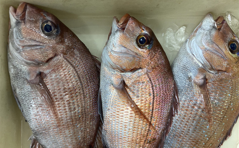 瀬戸内の魚でつくる 干物 6枚入りBOX