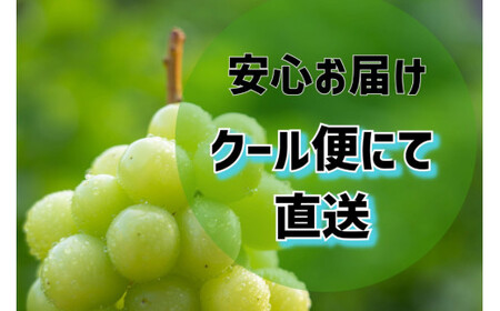 【先行受付】訳あり 山梨県産 シャインマスカット 粒にてお届け 約1kg [斎庵 山梨県 韮崎市 20742297] 果物 フルーツ 山梨 ぶどう マスカット ブドウ 葡萄 家庭用 規格外 期間限定 
