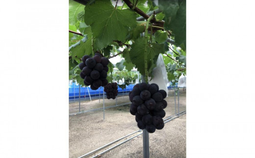 
                  ぶどう 2026年  岡山県産 ぶどう ニューピオーネ 2房・シャインマスカットのドライフルーツ 40g×2袋 セット | フルーツ 果物 くだもの ぶどう ブドウ ニューピオーネ シャインマスカット ドライフルーツ  国産 岡山県産 食品 人気 おすすめ  送料無料 ギフト 贈り物 贈答品 プレゼント ぶどう ブドウ シャインマスカット ドライフルーツ
                