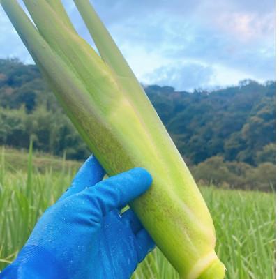ふるさと納税 大磯町 かながわブランド 大磯マコモ(2kg 10〜18本程度)【栽培期間中農薬不使用】